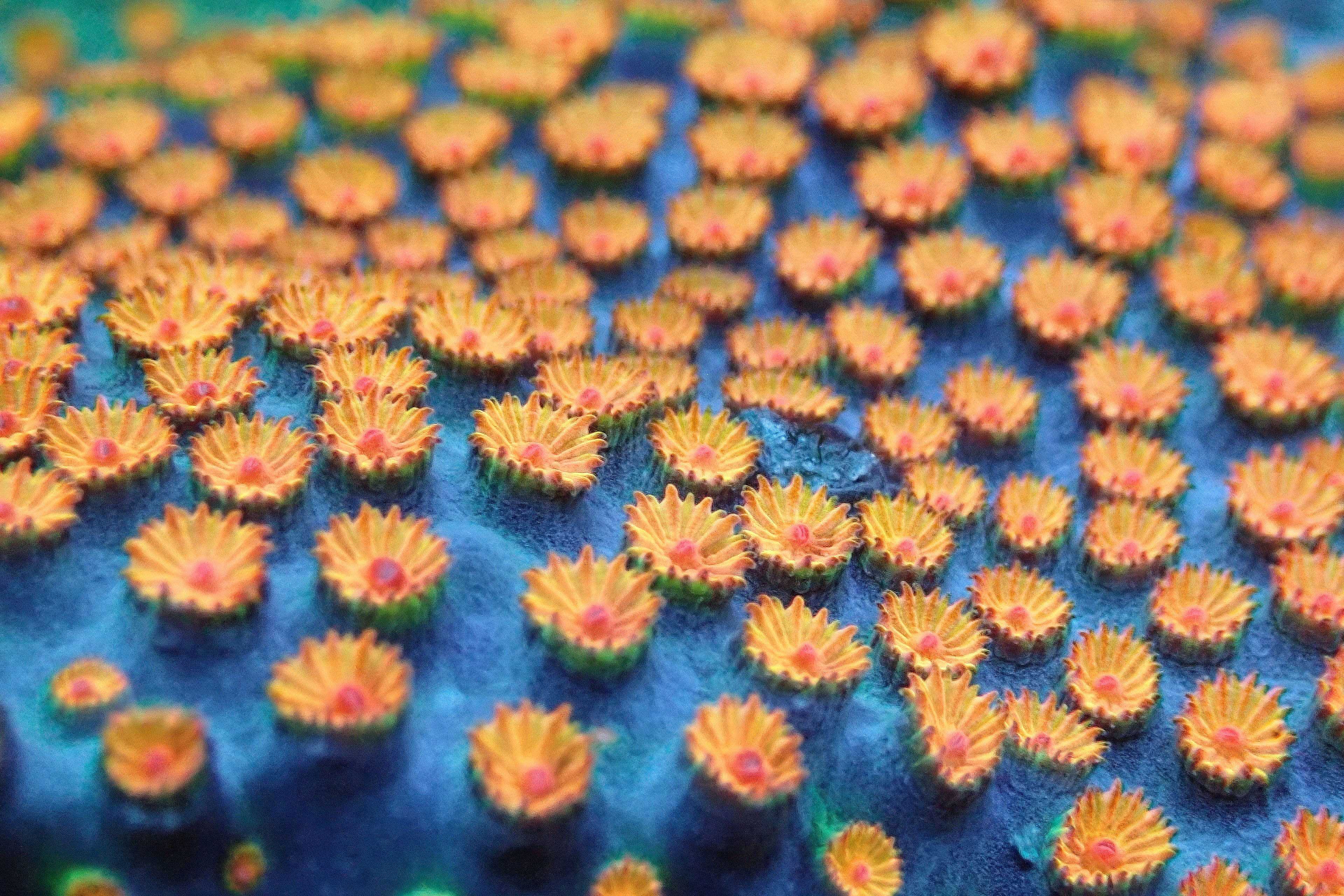 Marigold Garden - Panel Wallpaper For Free